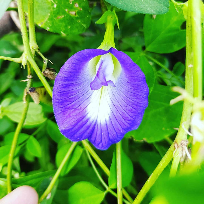 Clitorea ternatea Blue - Creeper & Climbers