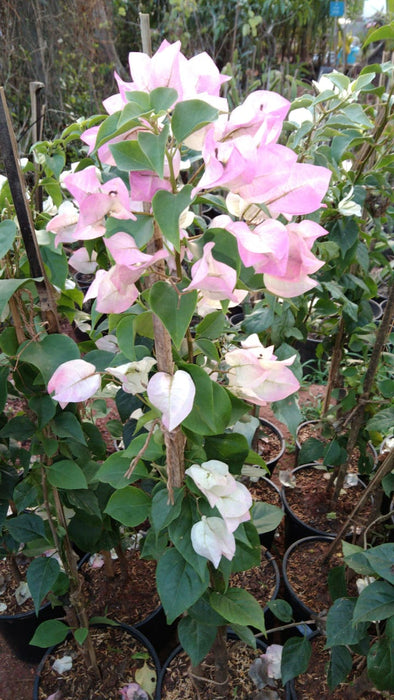 Bougainvillea Pink And White - Creepers & Climbers