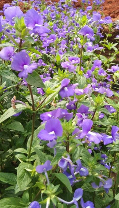 Amazon Blue / Otacanthus caeruleus - Flowering Plant