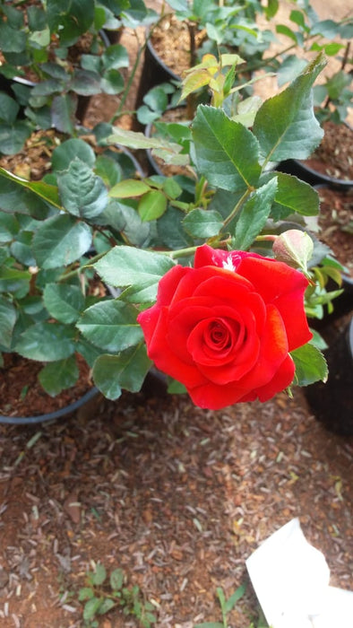 Button Rose Orange - Flowering Plants