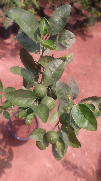 Thai patti Lemon - Fruit Plants