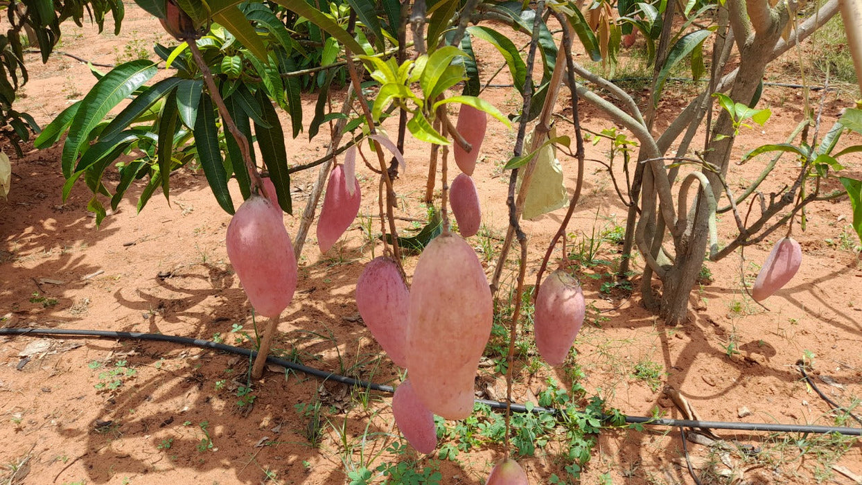 Red Ivory Mango Grafting-Fruit Plant & Tree