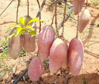 Red Ivory Mango Grafting-Fruit Plant & Tree