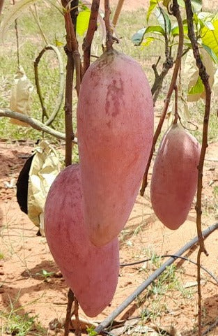 Red Ivory Mango Grafting-Fruit Plant & Tree