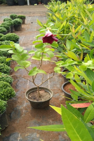 Allamanda Dark Pink -Flowering Shrubs