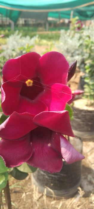 Allamanda Dark Pink -Flowering Shrubs