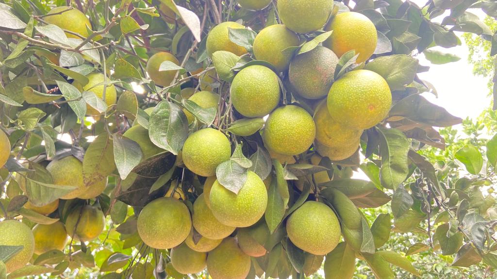 Vietnam Malta Mosambi- Fruits Plant & Tree