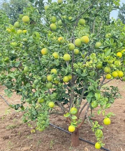 Vietnam Malta Mosambi- Fruits Plant & Tree