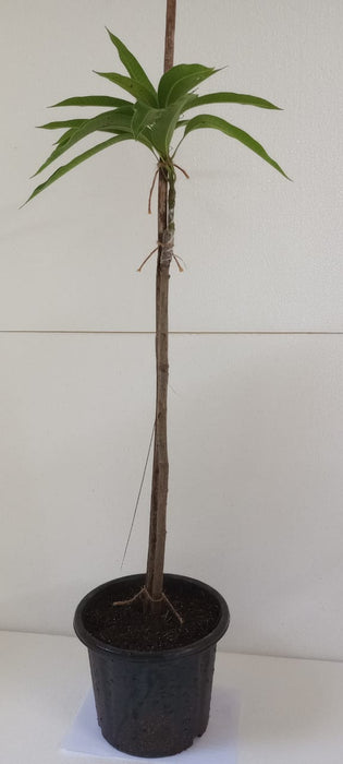 Miyazaki Mango (Grafted)