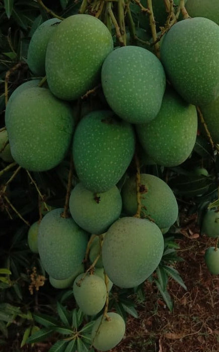 Mango Panduri - Fruits Plant & Tree