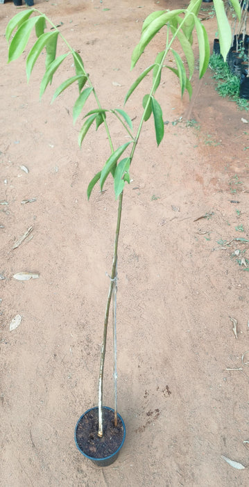 Mahkota Dewa - Fruit Plants & Tree