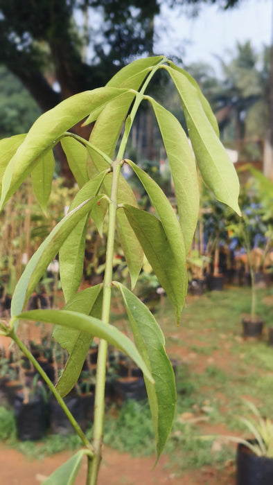 Mahkota Dewa - Fruit Plants & Tree