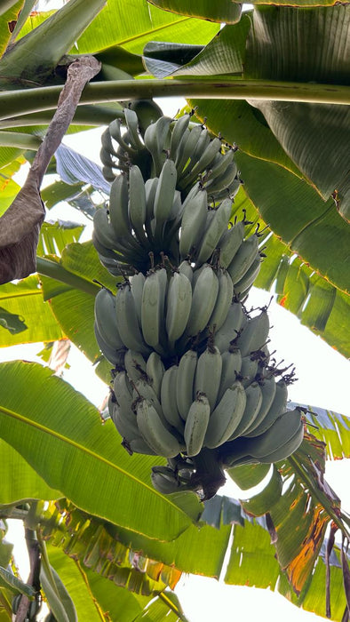 Blue Java Banana / Musa accuminata - Fruits plant & Tree