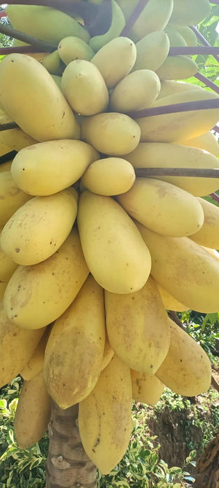 Thai Yellow Papaya - Fruits Plant & Tree