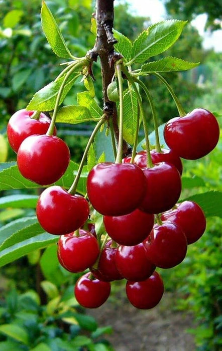 Sweet cherry - Fruits Plant & Tree