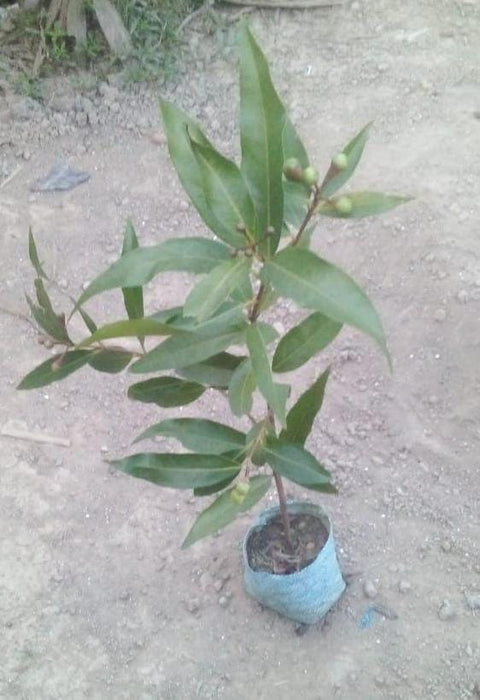 Rose Apple - Fruit Plant