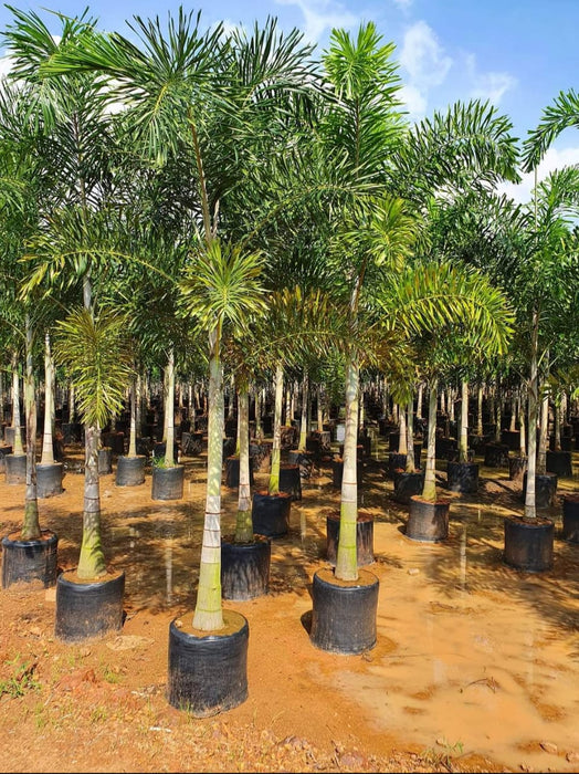 Foxtail Palm - Wodyetia Bifurcata