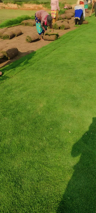 Natural Lawn Grass in Meerut, Uttar Pradesh | Wholesale Natural Lawn Grass| Lawn Grass Carpet | Natural Lawn Grass | Natural Lawn Grass Supplier | Natural Grass in Bulk | Natural lawn Grass Wholesale Price | Buy Natural Lawn Grass in Meerut, Uttar Pradesh