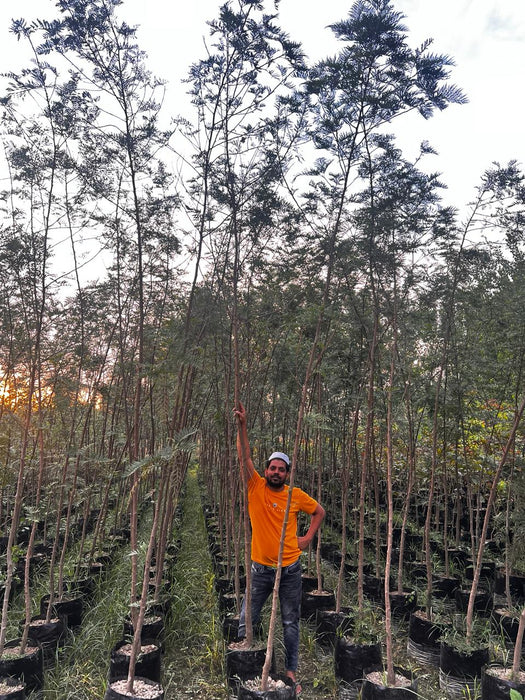 Wholesale Forest Tree Supplier in Saharanpur: Saharanpur Nursery