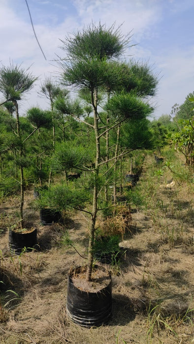 Wholesale Forest Tree Supplier in Saharanpur: Saharanpur Nursery