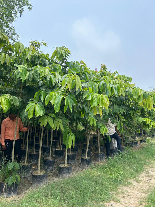 Wholesale Forest Tree Supplier in Saharanpur: Saharanpur Nursery