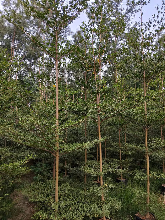 Wholesale Forest Tree Supplier in Saharanpur: Saharanpur Nursery