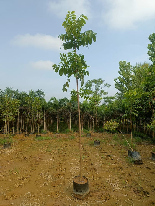 Wholesale Forest Tree Supplier in Saharanpur: Saharanpur Nursery