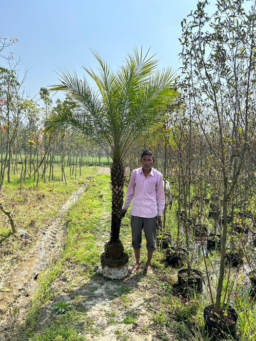 Phoenix Palm