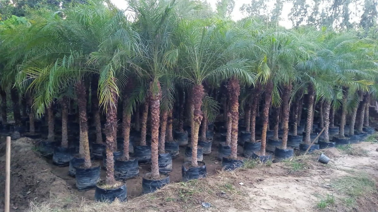 Phoenix Palm