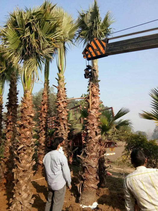 Washingtonia Palm in Dehradun at Wholesale Price | Washingtonia robusta | Mexican Fan Palm | Saharanpur Nursery