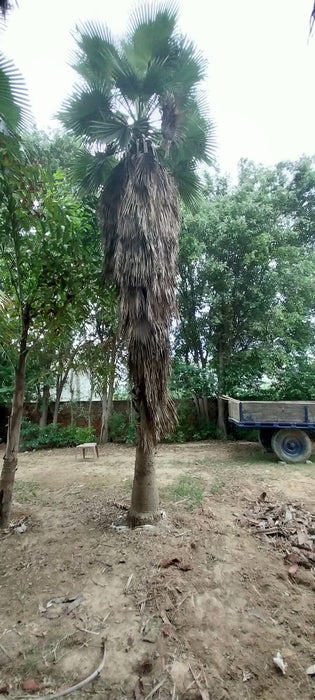 Washingtonia Palm in Dehradun at Wholesale Price | Washingtonia robusta | Mexican Fan Palm | Saharanpur Nursery