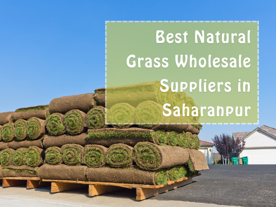 Wholesale Natural Lawn Grass Supplier in Saharanpur | Saharanpur Nursery