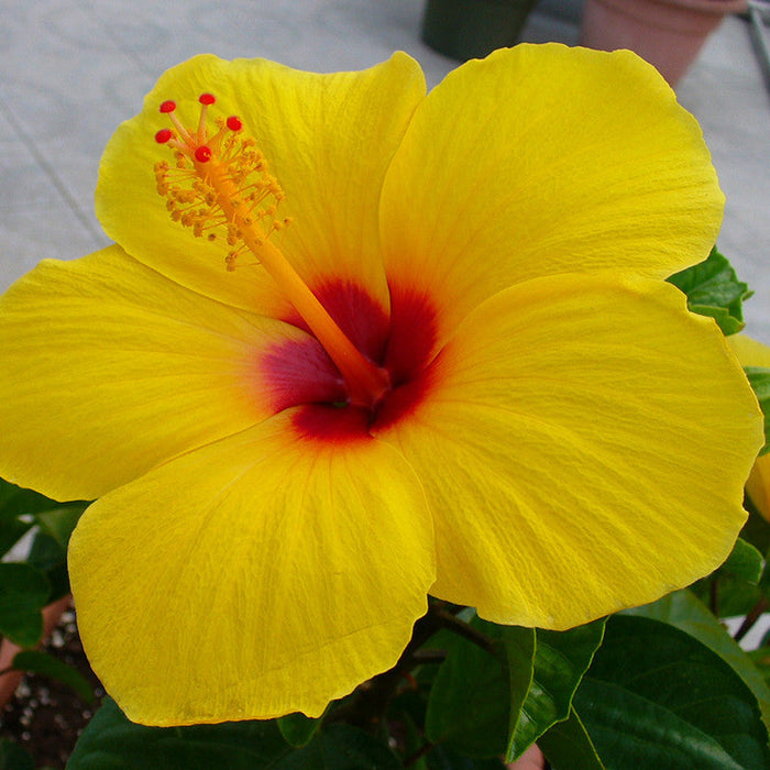 Hibiscus Yellow Hybrid Double Color - Flowering Plants