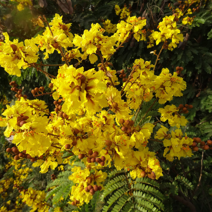 Brighten Your Garden with Peela Gulmohar (Peltophorum) Plant for Sale