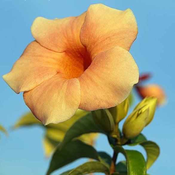 Beautiful and Vibrant | Allamanda Hybrid Yellow Flowering Plants