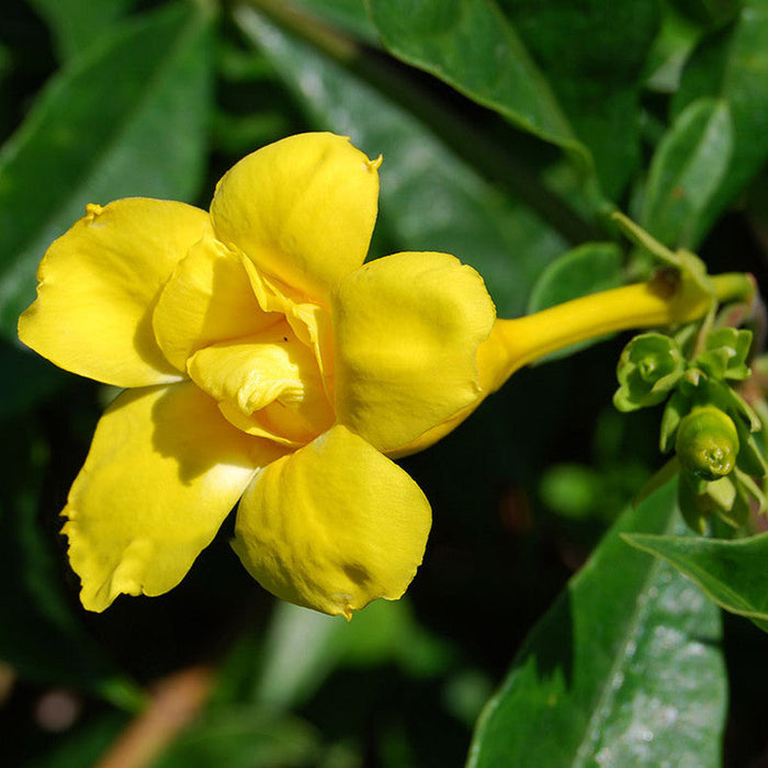 Allamanda Yellow Double - Creepers & Climbers