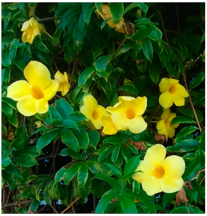 Allamanda Yellow Hybrid - Creeper and Climbers