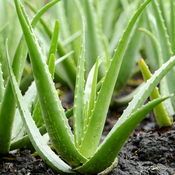 Aloe Vera - Indoor/Outdoor Plants