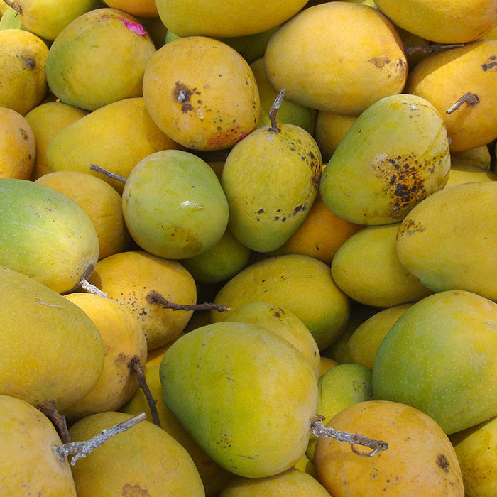 Mango Alphonso(Grafted) - Fruit Plants & Tree