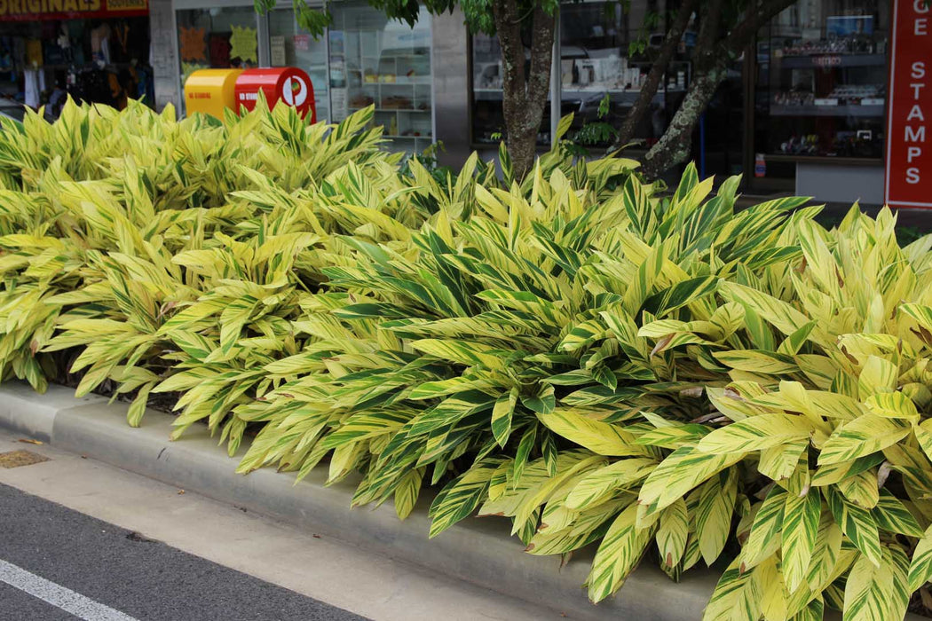 Alpinia Zerumbet - Ornamental Shrubs