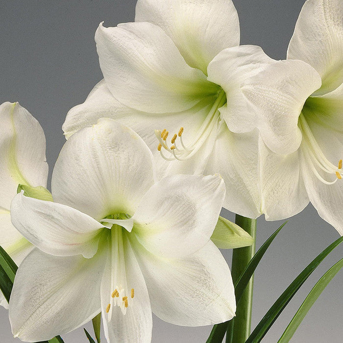 Amaryllis Lily, White - Flowering Plants