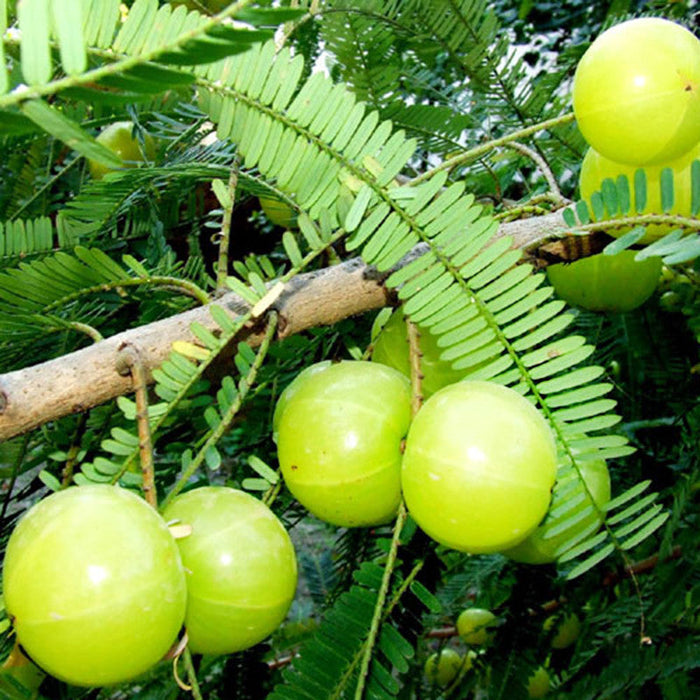 Amla Banaras(Grafted)- Fruit Plants