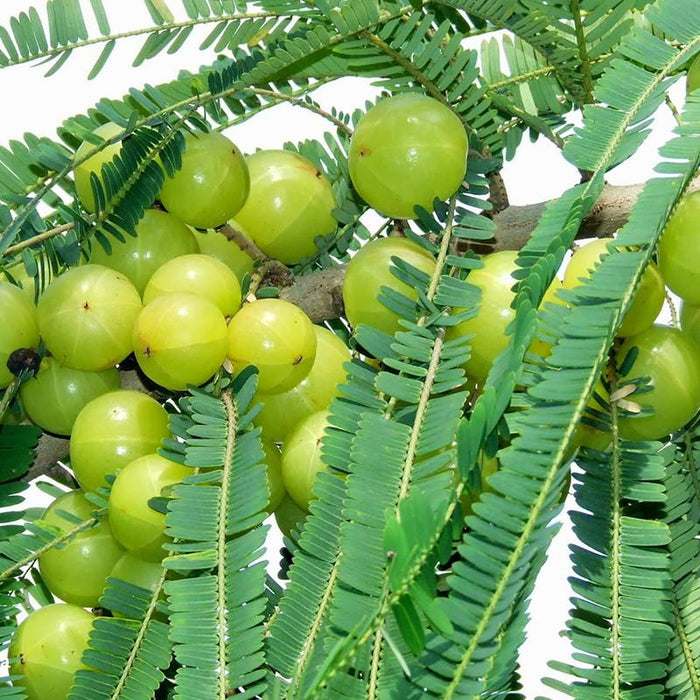 Amla Banaras(Grafted)- Fruit Plants