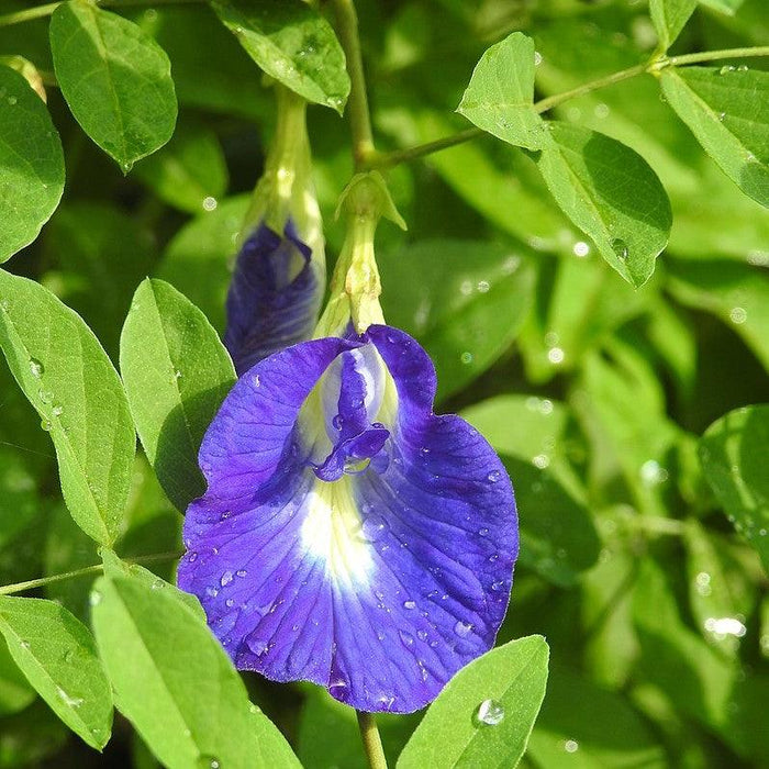 Experience the Beauty of Aparajita, Climbing Clitoria Ternatea, and Neelkanta Blue Flowers - The Perfect Addition to Your Garden