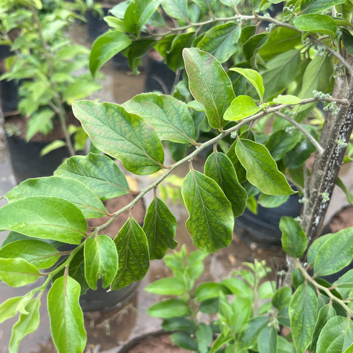 Premium Apricot (Prunus armeniaca) Trees for Sale – Bring Home a Taste of Sunshine