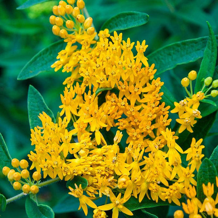 Brighten Your Garden with the Radiant Asclepias Yellow Flowered Blood Flower Plant