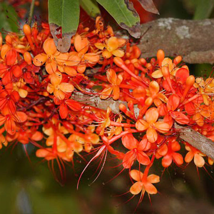 Saraca indica / Sita Ashoka - Avenue Trees