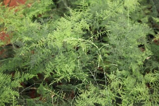 Buy Beautiful Bridal Fern Plant - Asparagus Densiflorus Plumosus for Sale