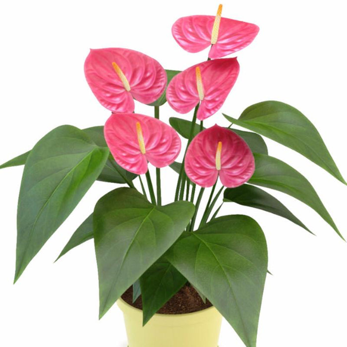 Anthurium andreanum Pink - Indoor Flowering Plants