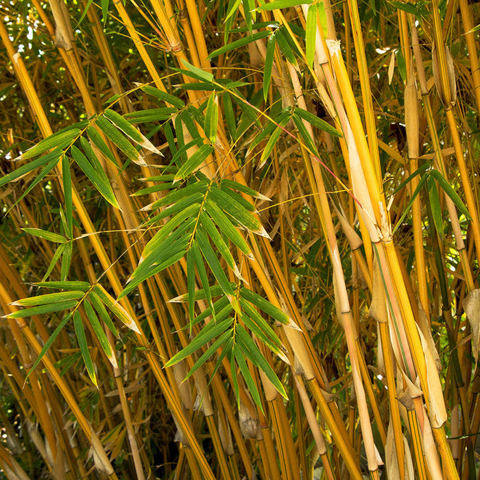 Golden Bamboo - Ornamental Shrubs